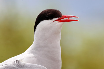 uccello sterna beccapesci isole farne scozia