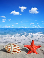 Conch shell with starfish on beach 