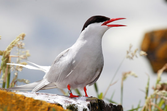sterna beccapesci isole farne scozia