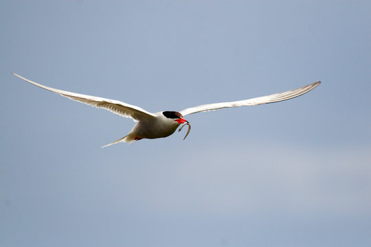 sterna beccapesci isole farne scozia