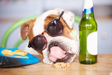Humorous Shot Of British Bulldog Wearing Sunglasses