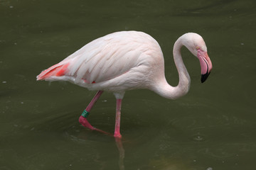 Greater Flamingo (Phoenicopterus roseus).