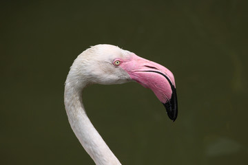 Greater Flamingo (Phoenicopterus roseus).