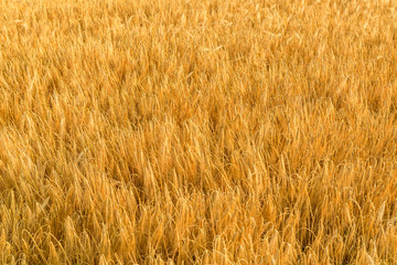 Goldener Weizen auf dem Weizenfeld