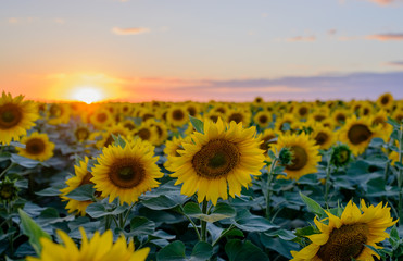 Blooming Sunflowers at the Field Against the Sky