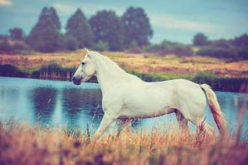 Plakat white horse is running on the lake shore 