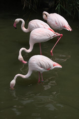 Greater Flamingo (Phoenicopterus roseus).