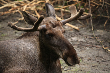 Moose (Alces alces), also known as the elk.