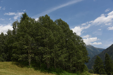 paesaggio di montagna panorama montagne estate alberi