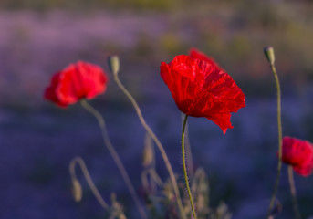 Wild poppies photographed at sunset