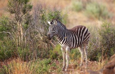 Fototapeta na wymiar A young zebra
