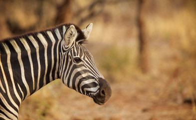 A zebra profile