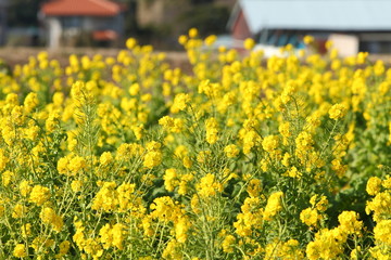 Rape blossom which blooms yellowly.