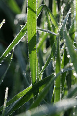 Morning waterdrops on a grass leaves