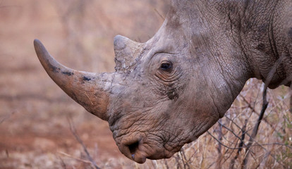Large rhino side profile of horn