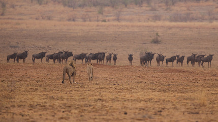 Two lions walking towards a group of wildebeest