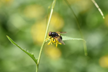 Naklejka premium ape su fiori gialli miele insetto puntura