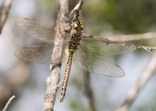 Blue-eyed Darner Dragonfly (Rhionaeschna multicolor) on Branch