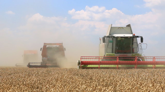 Three combine harvesters working on the wheat field on a hot summer day