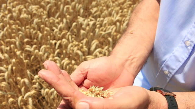 Farmer checks of wheat crop in a field, dry and ready to harvest