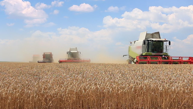 Four combine harvesters working on the wheat field on a hot summer day