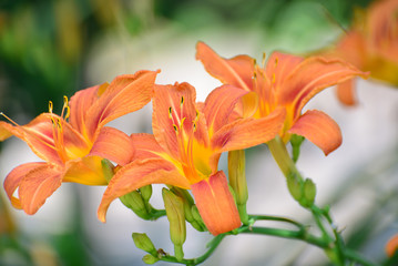  Beautiful orange lilies in the garden