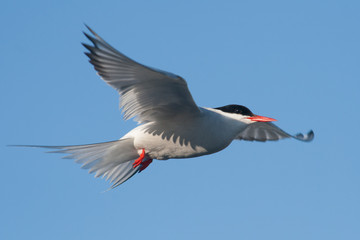 arctic tern in flight - 87152909