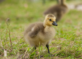 baby goose