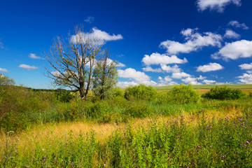 Fototapeta na wymiar Idyllic meadow scenery in Poland 