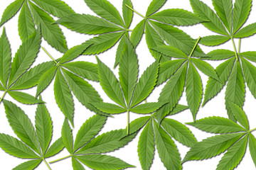 Hanfblätter (Cannabis sativa)