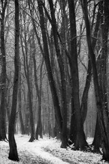 Path in a winter snowy forest with the dense fog