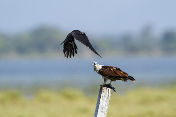 Brahminy kite attack by crow in Pottuvil, Sri Lanka