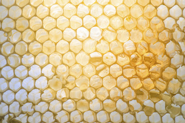 Honeycomb with honey inside