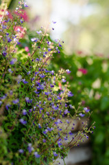 Colorful of the Flower-01