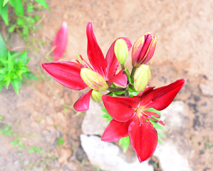  Beautiful red lilies in the garden