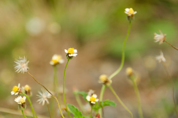 Grass Flower-01