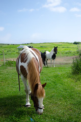 Fototapeta premium Poney