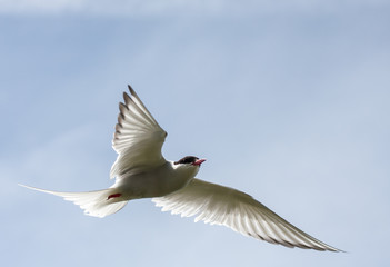 arctic tern wings spread