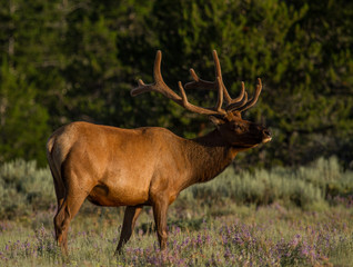 bull elk in velvet