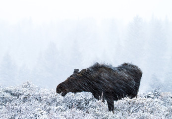moose in a snowstorm
