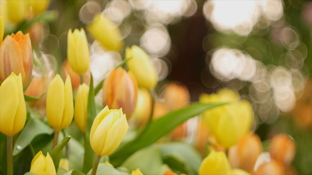 Colorful tulip in garden