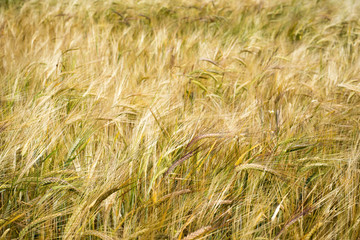 wheat field