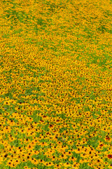 Black-Eyed-Susan flower