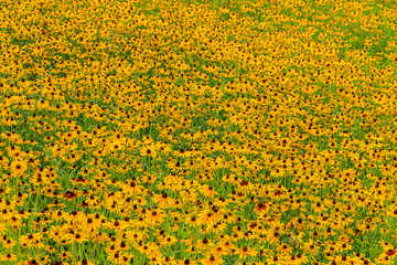 Black-Eyed-Susan flower