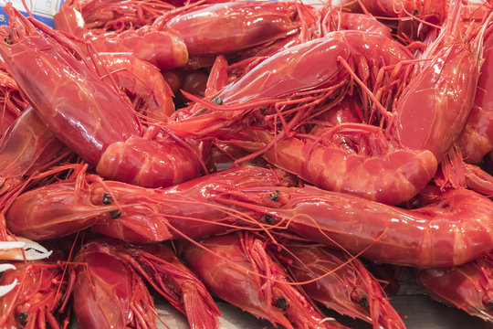 Giant red prawns (Aristaeopsis edwardsian)