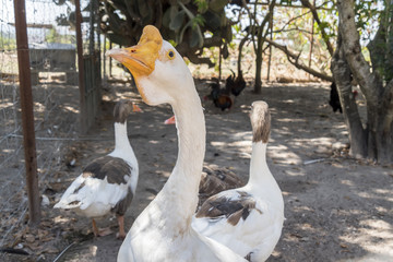Head of a white Chinese Goose