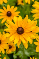 Black-Eyed-Susan flower
