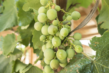 Grapes on the vine