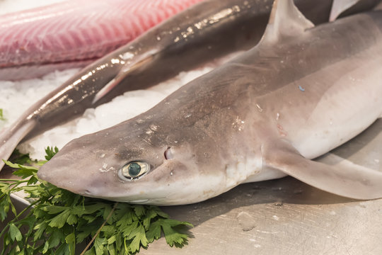 Shark on local market fishmonger