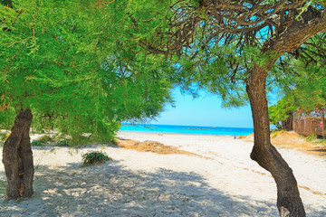 pine trees by the shore in Alghero